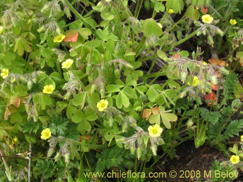 Imágen de Oxalis sp. #1450 (). Haga un clic para aumentar parte de imágen.