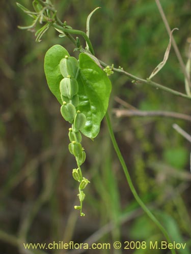 Dioscorea parviflora的照片