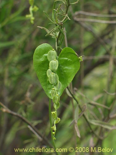 Bild von Dioscorea parviflora (). Klicken Sie, um den Ausschnitt zu vergrössern.