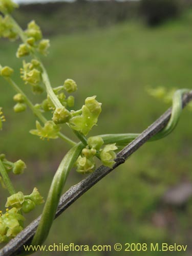 Bild von Dioscorea parviflora (). Klicken Sie, um den Ausschnitt zu vergrössern.