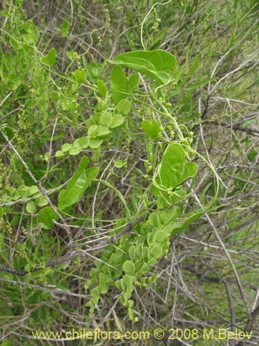 Image of Dioscorea parviflora (). Click to enlarge parts of image.