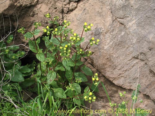 Фотография Calceolaria glandulosa (). Щелкните, чтобы увеличить вырез.