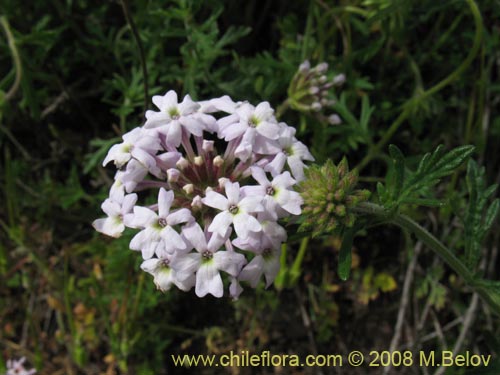 Verbena sp. #3043의 사진