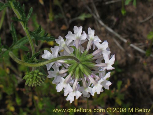 Verbena sp. #3043의 사진