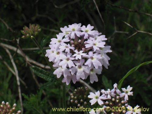 Verbena sp. #3043의 사진