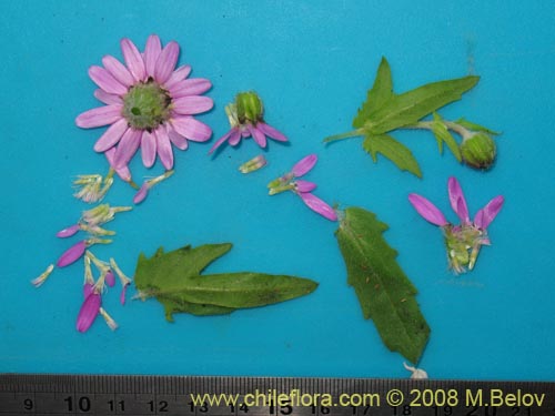 Bild von Leucheria glandulosa (). Klicken Sie, um den Ausschnitt zu vergrössern.