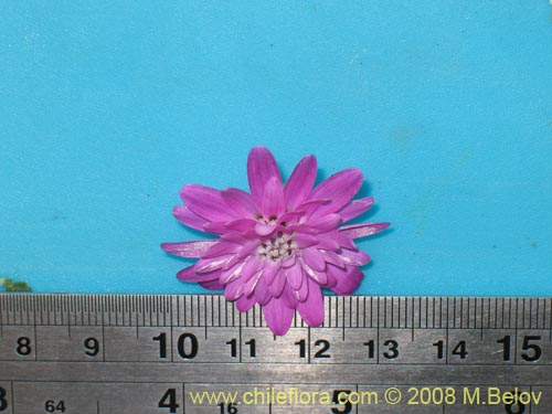 Leucheria glandulosa의 사진