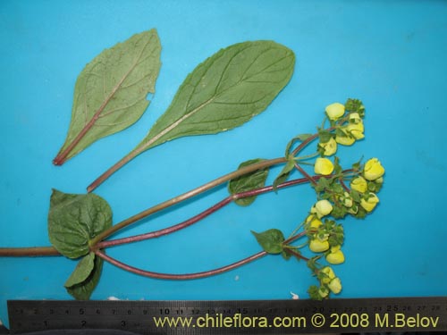 Imágen de Calceolaria glandulosa (). Haga un clic para aumentar parte de imágen.