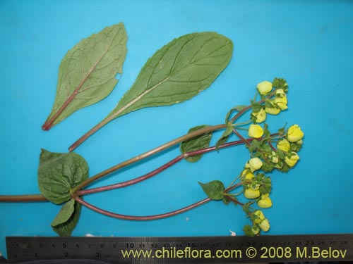 Image of Calceolaria glandulosa (). Click to enlarge parts of image.