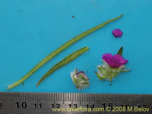 Bild von Montiopsis sericea (). Klicken Sie, um den Ausschnitt zu vergrössern.