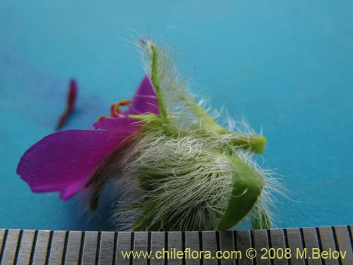 Montiopsis sericeaの写真