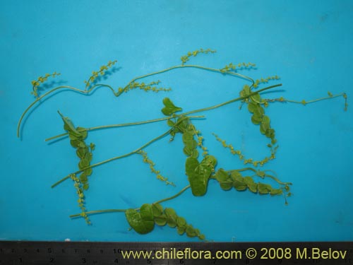 Image of Dioscorea parviflora (). Click to enlarge parts of image.