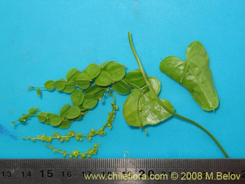 Dioscorea parviflora的照片