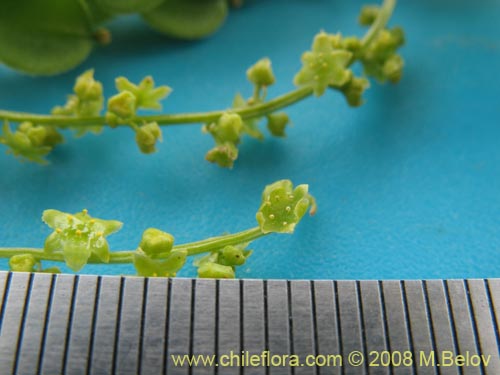 Dioscorea parvifloraの写真