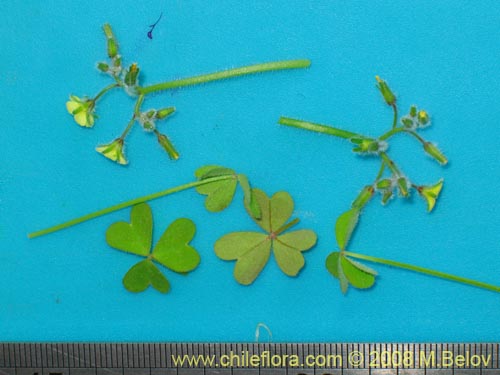 Oxalis sp. #1450的照片