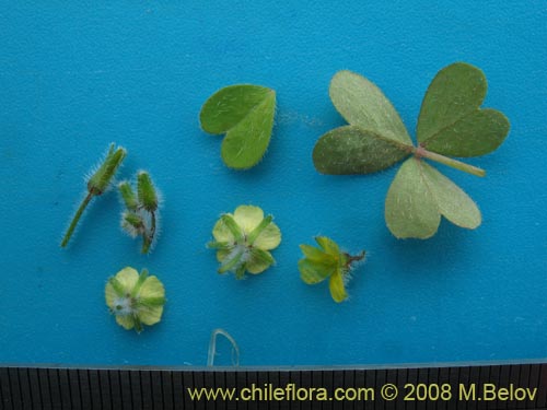 Image of Oxalis sp.   #1450 (). Click to enlarge parts of image.