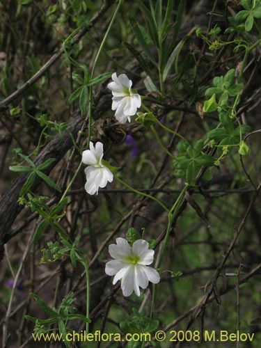 Image of Tropaeolum azureum (Soldadillo azul / Pajarito azul). Click to enlarge parts of image.