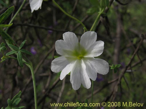 Image of Tropaeolum azureum (Soldadillo azul / Pajarito azul). Click to enlarge parts of image.