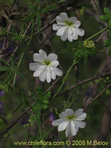 Image of Tropaeolum azureum (Soldadillo azul / Pajarito azul). Click to enlarge parts of image.