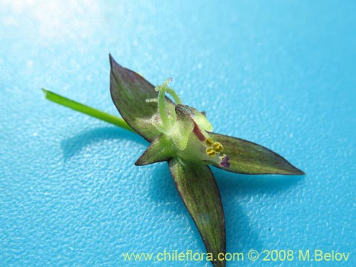 Gilliesia graminea的照片