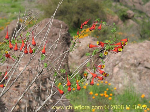 Фотография Tropaeolum tricolor (Soldadito rojo / Relicario). Щелкните, чтобы увеличить вырез.