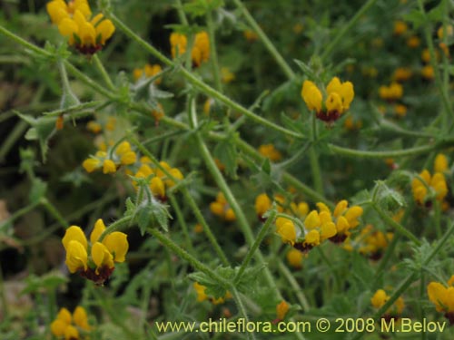 Image of Loasa tricolor (Ortiga brava / Ortiga caballuna). Click to enlarge parts of image.