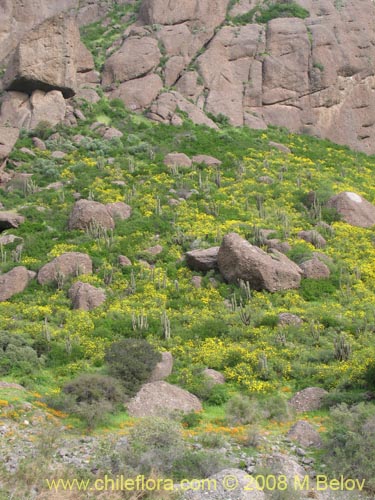 Imágen de Flourensia thurifera (Maravilla del campo / Incienso). Haga un clic para aumentar parte de imágen.