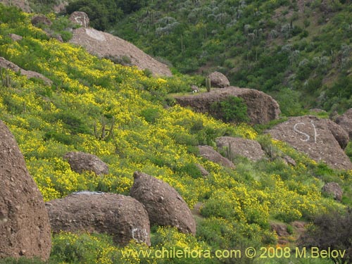 Image of Flourensia thurifera (Maravilla del campo / Incienso). Click to enlarge parts of image.