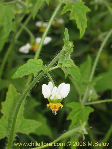 Bild von Loasa triloba (Ortiga caballuna). Klicken Sie, um den Ausschnitt zu vergrössern.