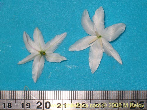 Bild von Leucocoryne coquimbensis var. alba (). Klicken Sie, um den Ausschnitt zu vergrössern.