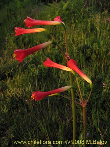 Bild von Phycella bicolor (Azucena del diablo). Klicken Sie, um den Ausschnitt zu vergrössern.