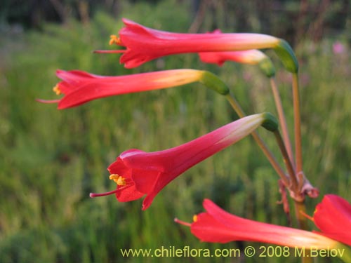 Bild von Phycella bicolor (Azucena del diablo). Klicken Sie, um den Ausschnitt zu vergrössern.