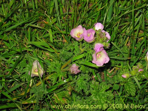 Imágen de Cristaria sp. #1218 (). Haga un clic para aumentar parte de imágen.