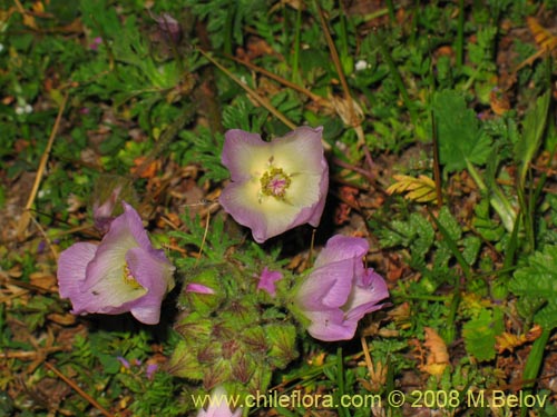 Imágen de Cristaria sp. #1218 (). Haga un clic para aumentar parte de imágen.