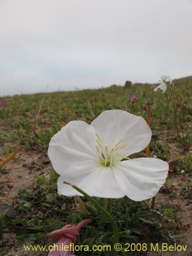 Imágen de Oenothera acaulis (Don Diego de la noche / Rodalán / Colsilla / Hierba de la apostema). Haga un clic para aumentar parte de imágen.