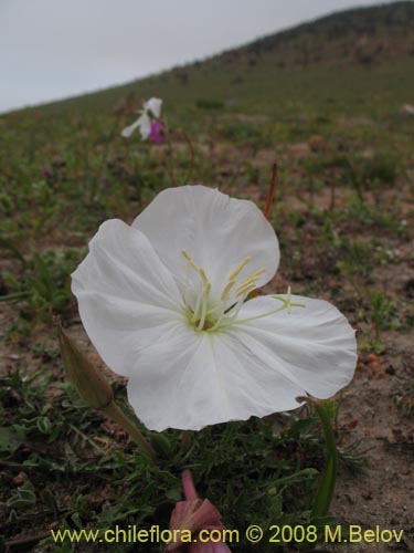 Image of Oenothera acaulis (Don Diego de la noche / Rodaln / Colsilla / Hierba de la apostema). Click to enlarge parts of image.