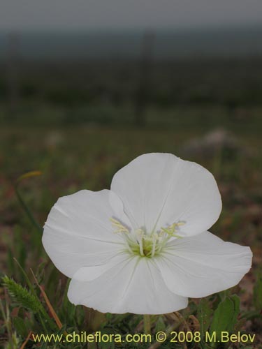 Bild von Oenothera acaulis (Don Diego de la noche / Rodalán / Colsilla / Hierba de la apostema). Klicken Sie, um den Ausschnitt zu vergrössern.