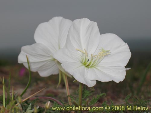 Image of Oenothera acaulis (Don Diego de la noche / Rodaln / Colsilla / Hierba de la apostema). Click to enlarge parts of image.