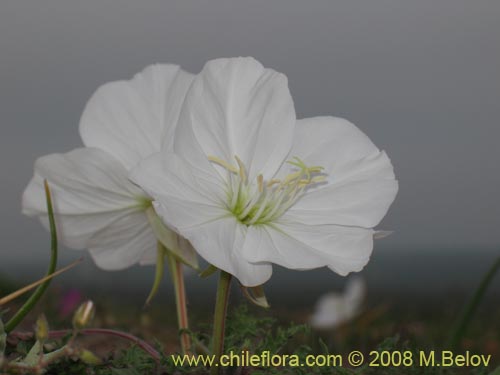 Bild von Oenothera acaulis (Don Diego de la noche / Rodalán / Colsilla / Hierba de la apostema). Klicken Sie, um den Ausschnitt zu vergrössern.