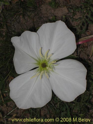 Imágen de Oenothera acaulis (Don Diego de la noche / Rodalán / Colsilla / Hierba de la apostema). Haga un clic para aumentar parte de imágen.