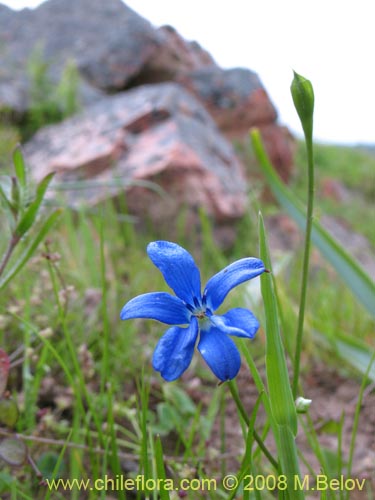 Фотография Tecophilaea violiflora (). Щелкните, чтобы увеличить вырез.