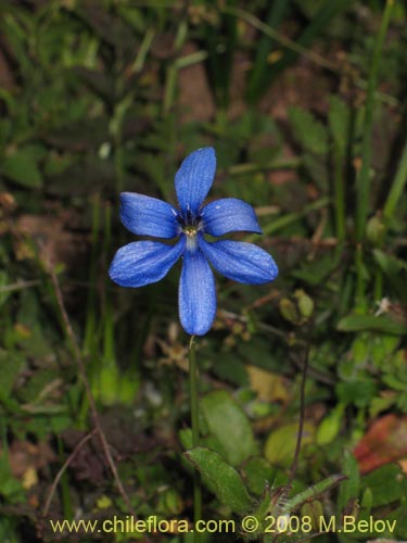 Imágen de Tecophilaea violiflora (). Haga un clic para aumentar parte de imágen.