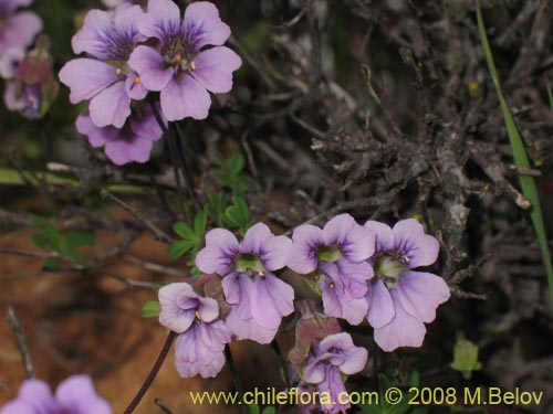 Image of Tropaeolum hookerianum ssp. austropurpureum (Soldadito / Pajarito / Relicario). Click to enlarge parts of image.