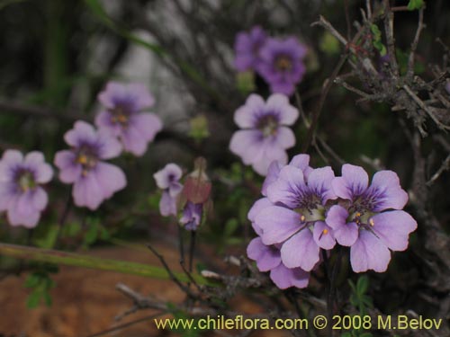 Tropaeolum hookerianum ssp. austropurpureum的照片