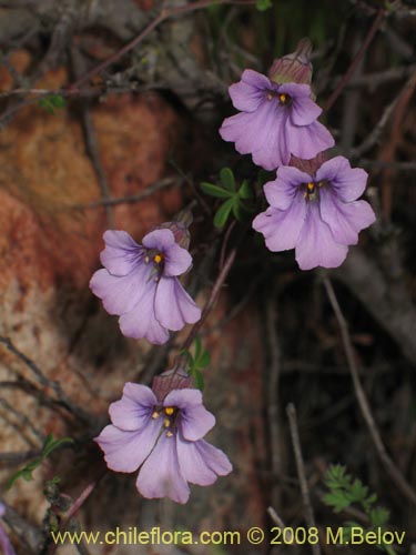 Imágen de Tropaeolum hookerianum ssp. austropurpureum (Soldadito / Pajarito / Relicario). Haga un clic para aumentar parte de imágen.