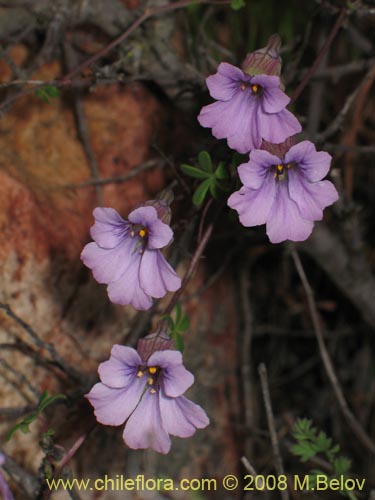 Image of Tropaeolum hookerianum ssp. austropurpureum (Soldadito / Pajarito / Relicario). Click to enlarge parts of image.