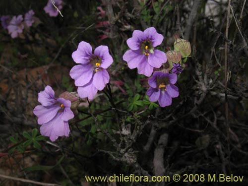 Image of Tropaeolum hookerianum ssp. austropurpureum (Soldadito / Pajarito / Relicario). Click to enlarge parts of image.