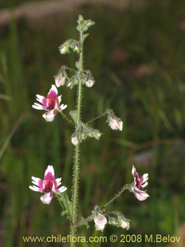 Image of Schizanthus parvulus (). Click to enlarge parts of image.