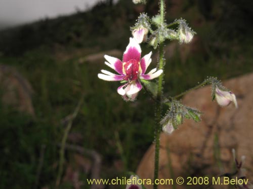 Фотография Schizanthus parvulus (). Щелкните, чтобы увеличить вырез.