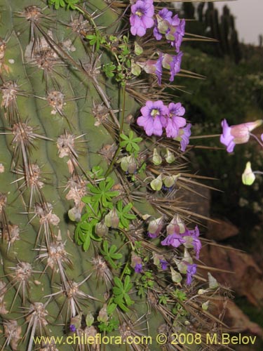 Image of Tropaeolum hookerianum ssp. austropurpureum (Soldadito / Pajarito / Relicario). Click to enlarge parts of image.